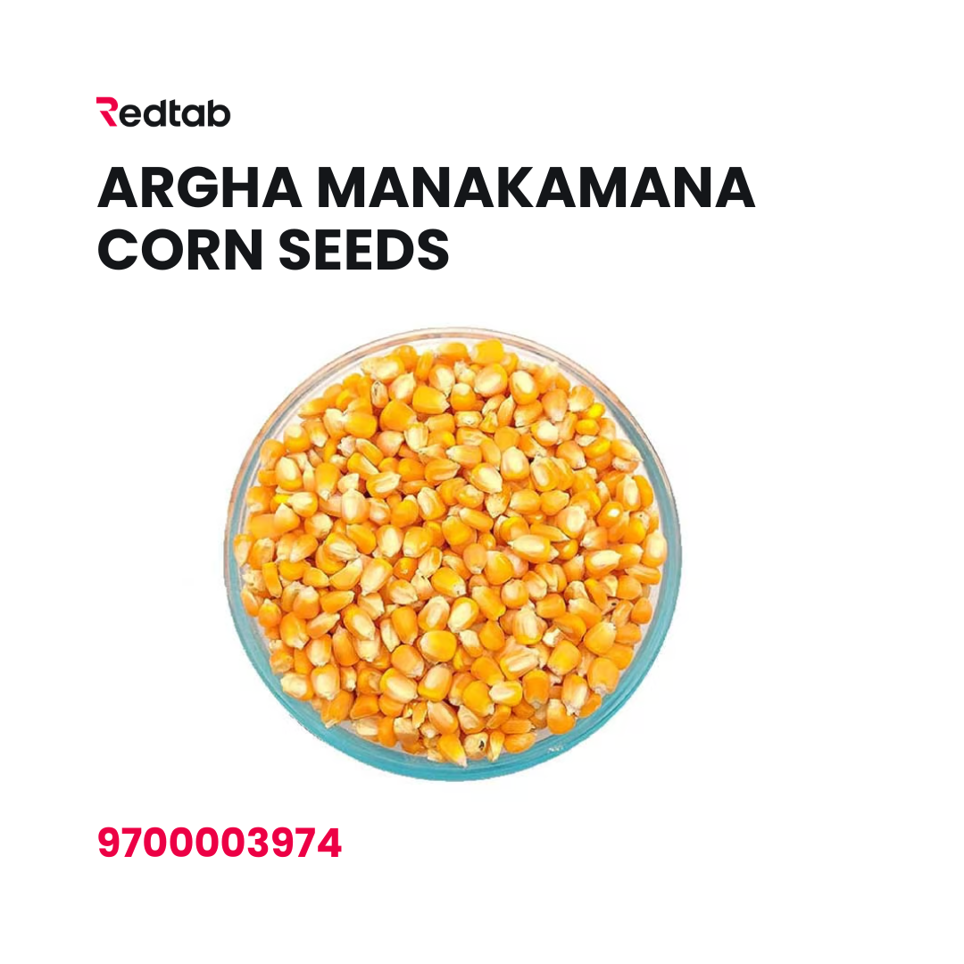 Argha Manakamana Corn Seeds