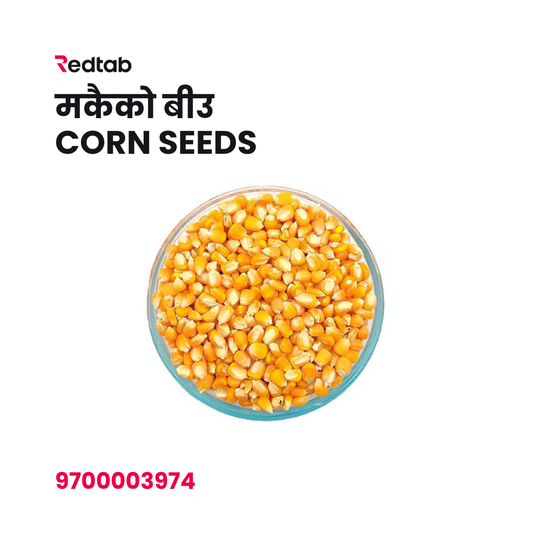 Makai Dana (Corn Seeds)