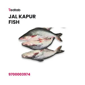 Jalkapur Fish