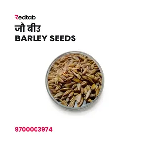 Jau Biu (Barley Seeds)