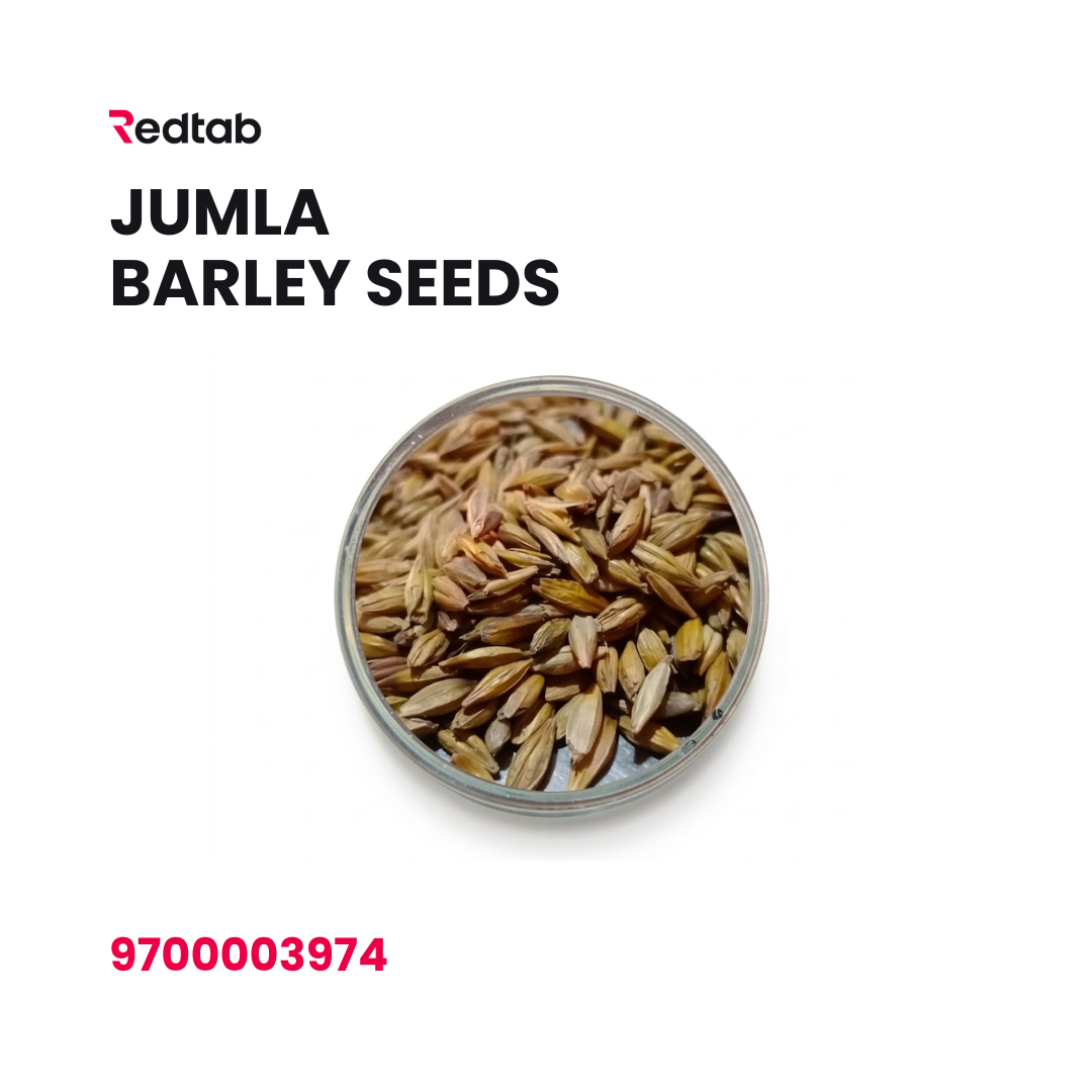 Jumla Barley Seeds
