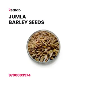 Jumla Barley Seeds